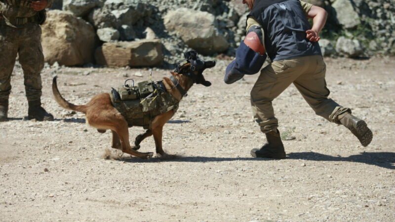 Türk Silahlı Kuvvetleri'nin (TSK) eğitimli köpekleri için özel olarak üretilen