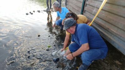 Bursa’da göl ve göletlere 3 milyon 350 bin yavru sazan bırakıldı