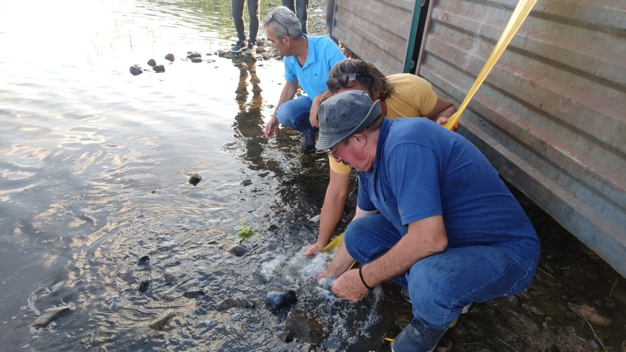Bursa’da göl ve göletlere 3 milyon 350 bin yavru sazan bırakıldı