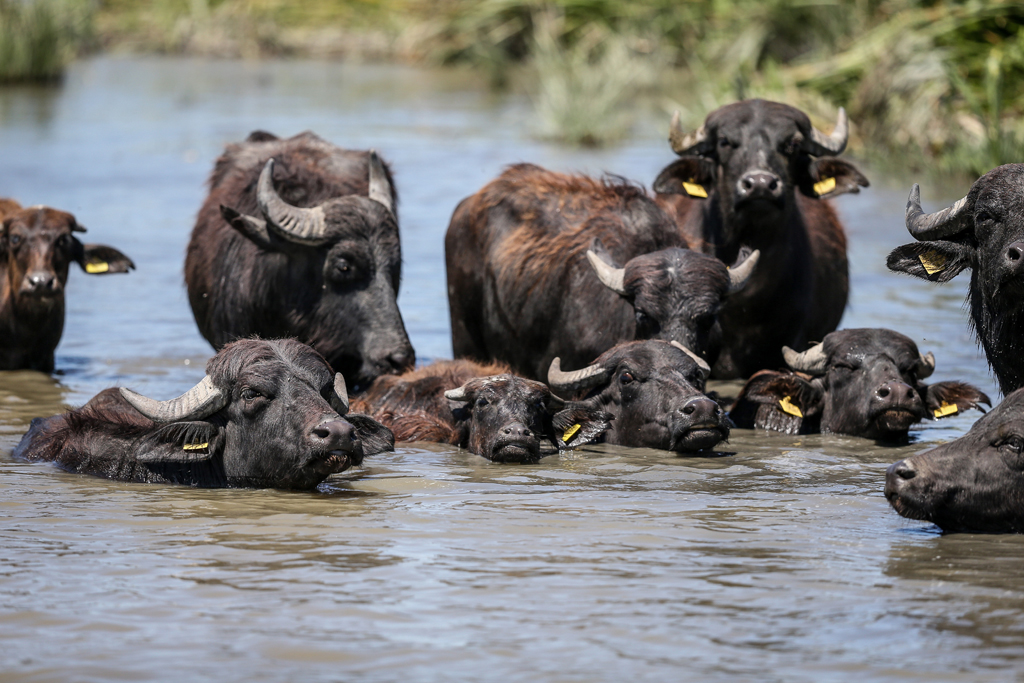 Burası Afrika savanaları değil Bursa!