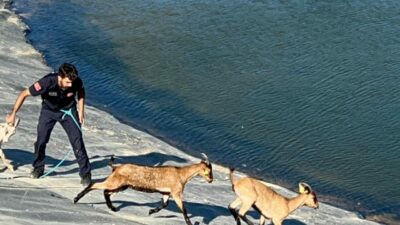 Bursa’da 2 gündür gölette mahsur kalan 7 hayvan bakın nasıl kurtarıldı