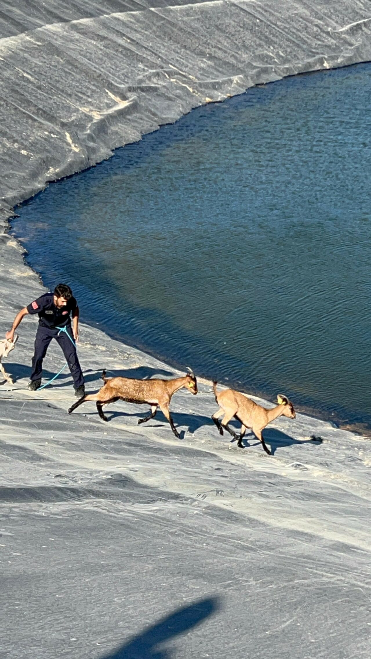 Bursa’da 2 gündür gölette mahsur kalan 7 hayvan bakın nasıl kurtarıldı