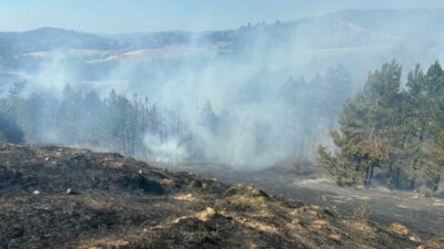 Bursa’da orman yangını