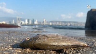 Kötü koku ve balık ölümlerinin sebebi belli oldu