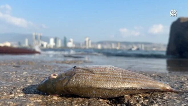 Kötü koku ve balık ölümlerinin sebebi belli oldu