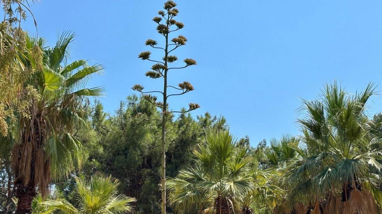 Bu bitkiyi koparan yandı! İşte cezası