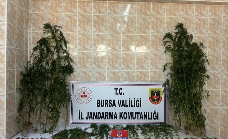 Bursa’da şok baskın! Ahırda uyuşturucu yetiştirmiş Bursa’nın İznik ilçesinde ahırında kenevir yetiştiren bir şahıs, jandarma ekiplerince