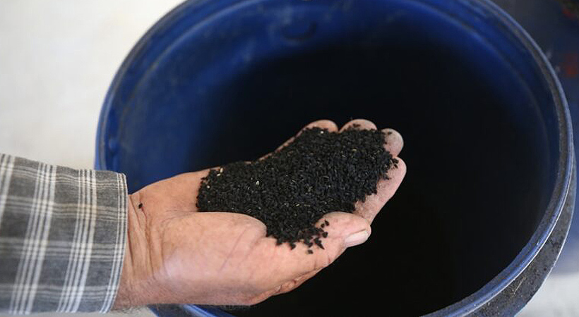 Bursalı çiftçinin kâbusu oldular! Bursalı çiftçinin kâbusu oldular!