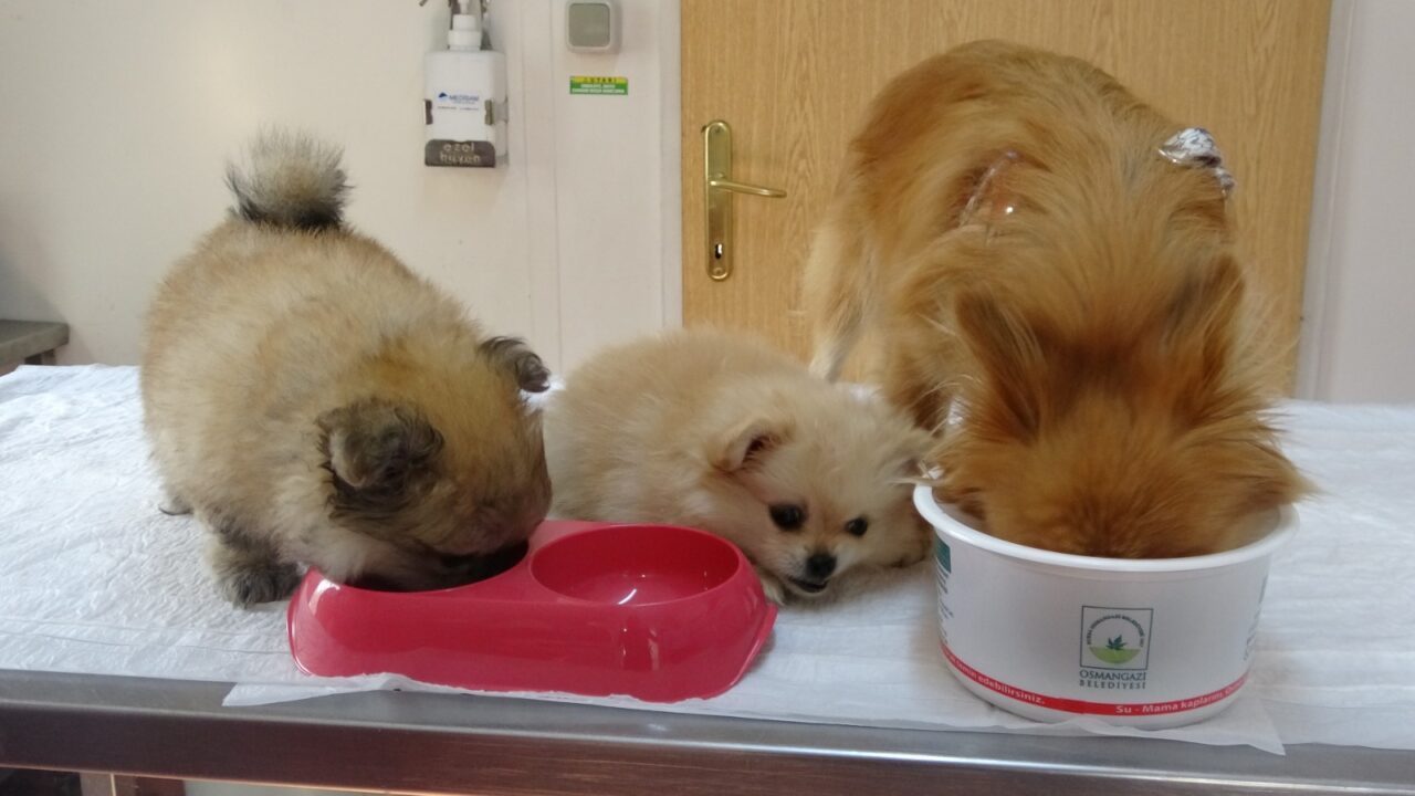 Bursa’da işkenceden kurtarılan köpeklerle ilgili yeni gelişme