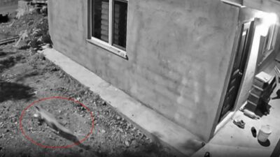 Terlik ve ayakkabı hırsızı ’tilki’ çıktı