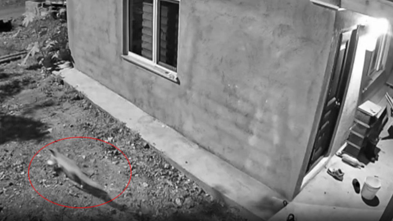 Terlik ve ayakkabı hırsızı ’tilki’ çıktı