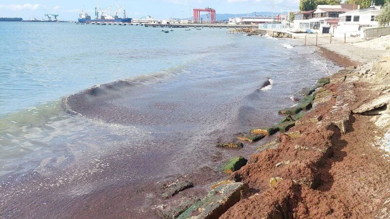 Marmara denizinde alarm! ”Görenler korkmasın…”