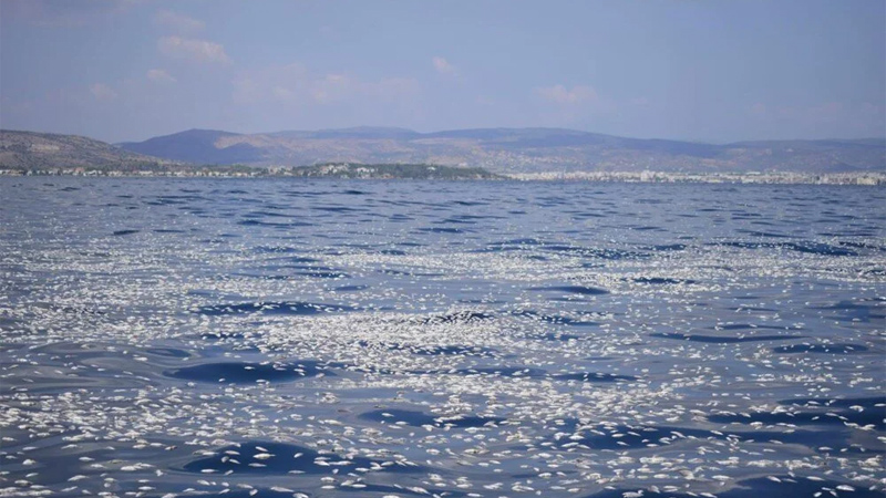 İzmir’den sonra Yunanistan! Milyonlarca ölü balık… İzmir’den sonra Yunanistan! Milyonlarca ölü balık…