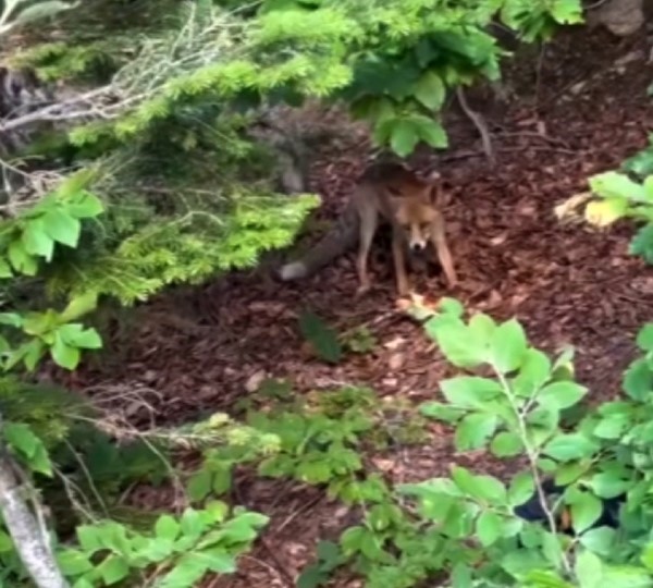 Bursa’da aç kalan yavru tilkiyi böyle beslediler