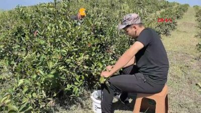 Bursa İnegöl’de aronya hasadı başladı