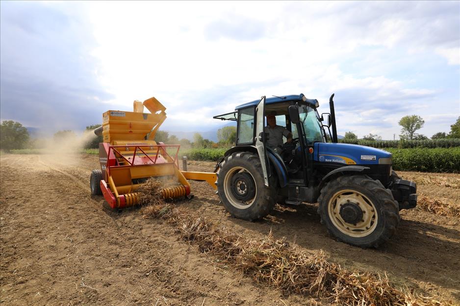Bursa’nın tescilli kuru fasulyesinde hasat zamanı