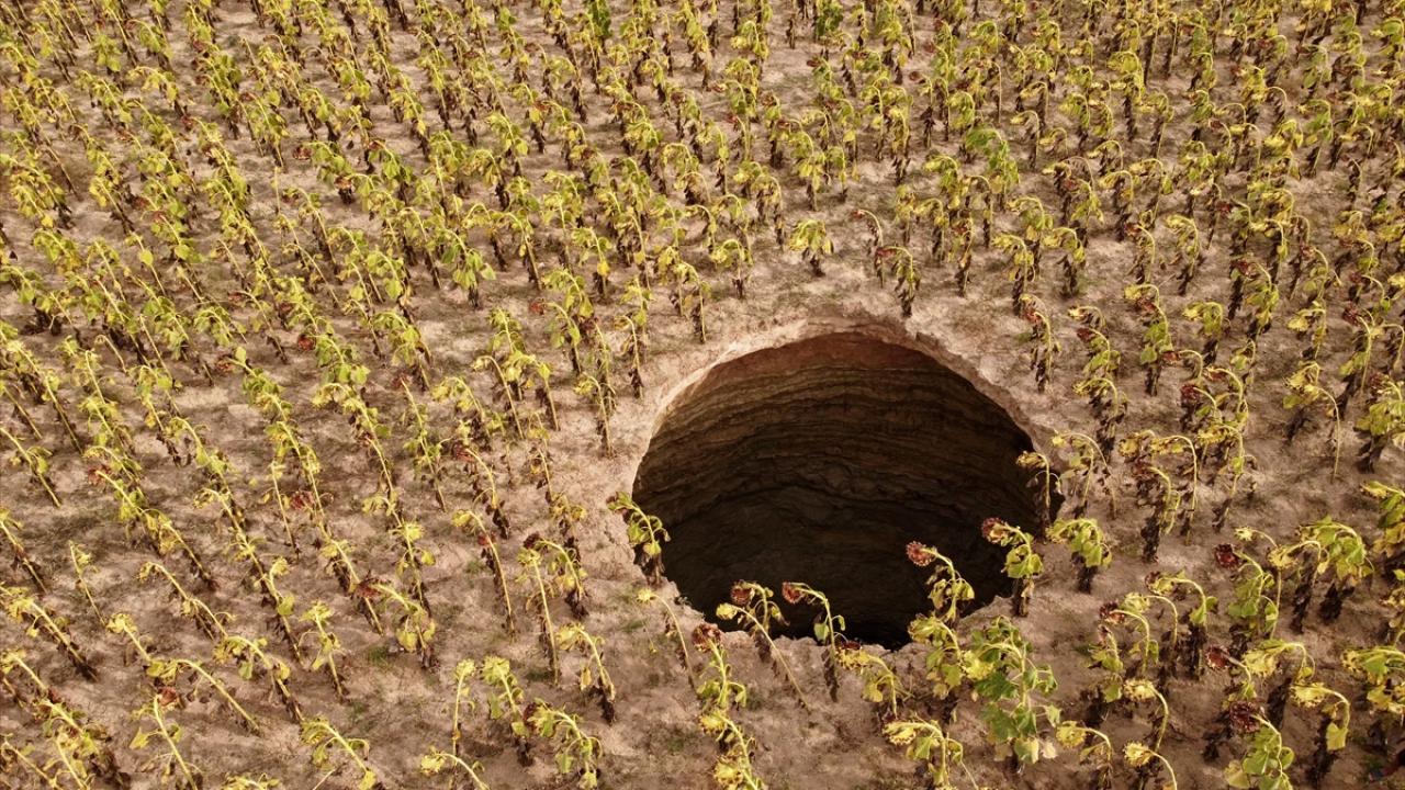 Ayçiçeği tarlasında obruk oluştu