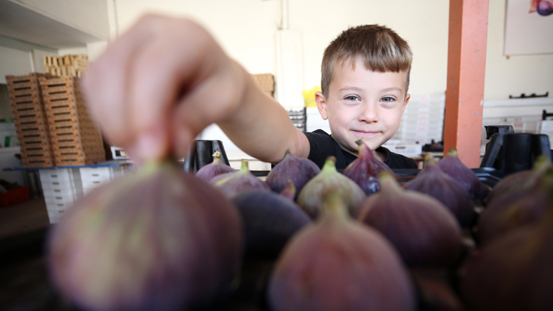 Bursalı çiftçide ‘tescil’ mutluluğu