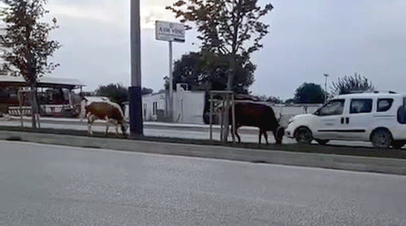 Bursa’da inekler firarda Bursa’da inekler firarda