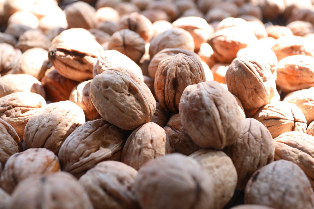 İnegöl’de ceviz hasadı başladı: Hedef 42 bin ton!