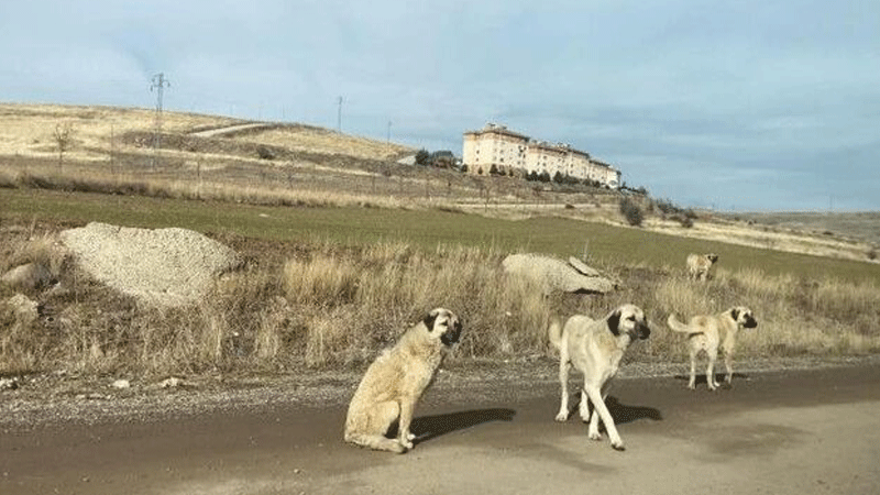 AYM’den sokak hayvanları kararı