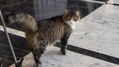 CHP’nin kedisi Şero öldü