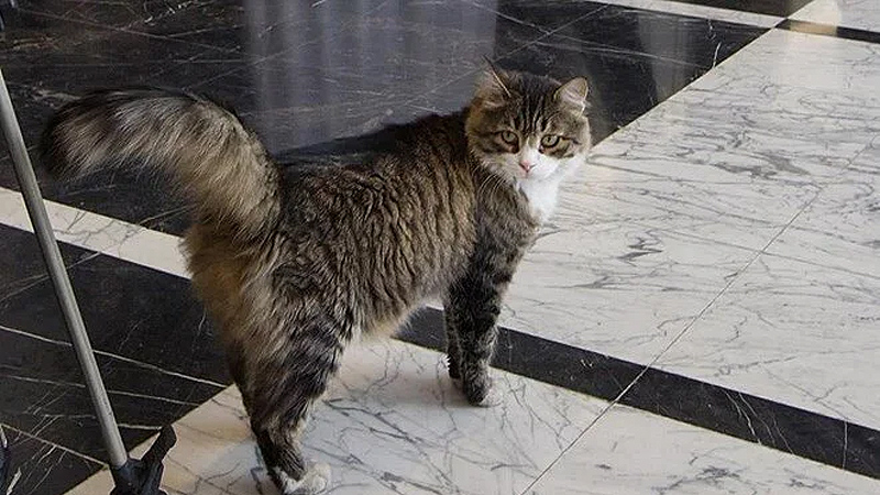 CHP’nin kedisi Şero öldü