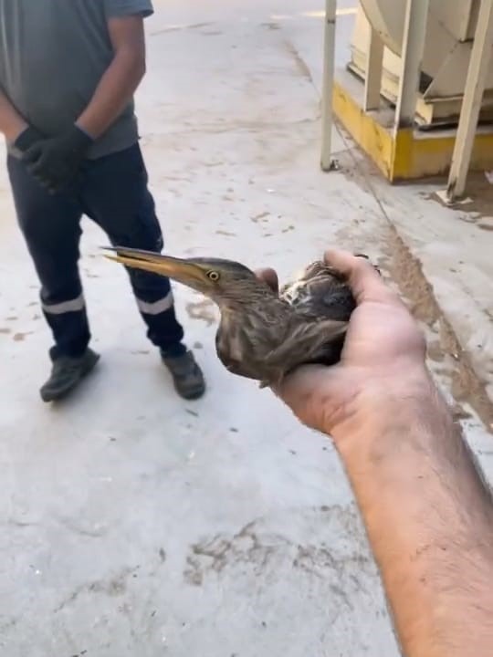 Nesli tükeniyor… Bursa’da bulup yeniden uçurdular