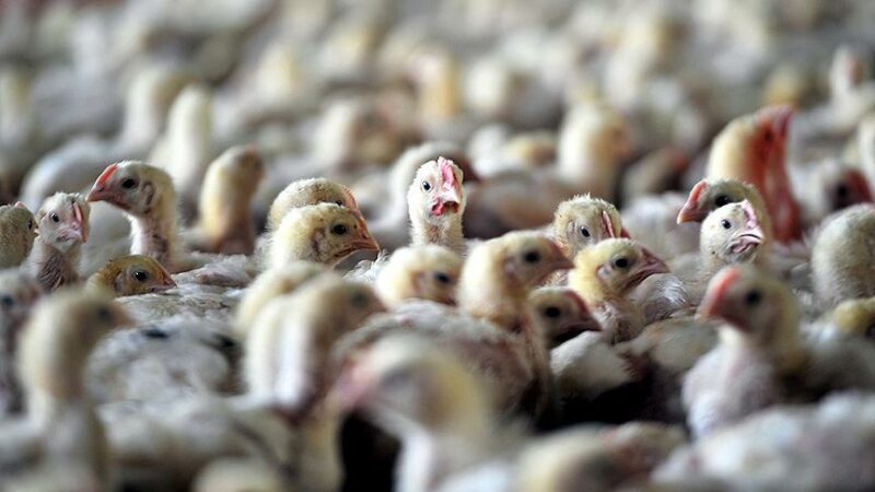 ABD Hastalık Kontrol ve Önleme Merkezi, hayvanlarla bilinen bir teması