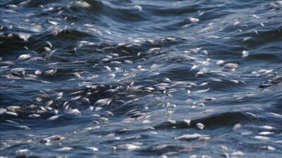 İzmir Körfezi can çekişiyor! Balık ölümleri devam ediyor