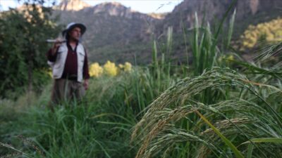 Çiftçiye 406,6 milyon liralık tarımsal destekleme ödemesi