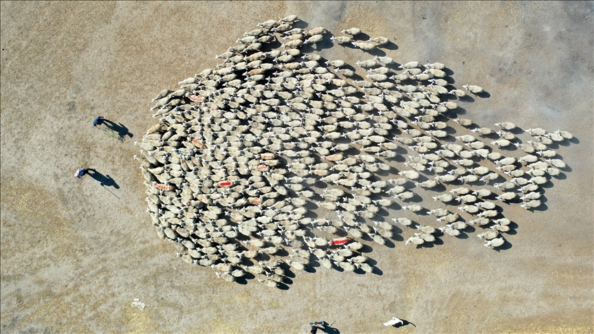 Hepsi Bursa’da yetiştiriliyor! Gelecek yıl hedef 11 bin 500…