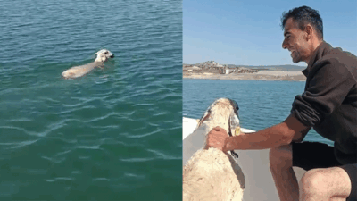 Balıkçıların ağına koyun takıldı