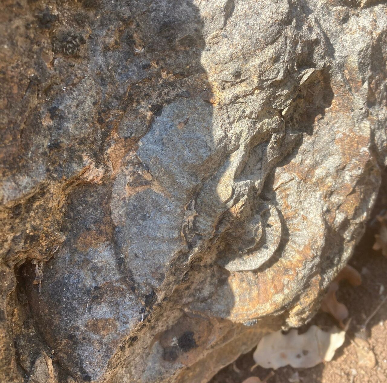 Bursa’da 350 milyon yıl önce yaşayan fosiller bulundu Bursa’da 350 milyon yıl önce yaşayan fosiller bulundu