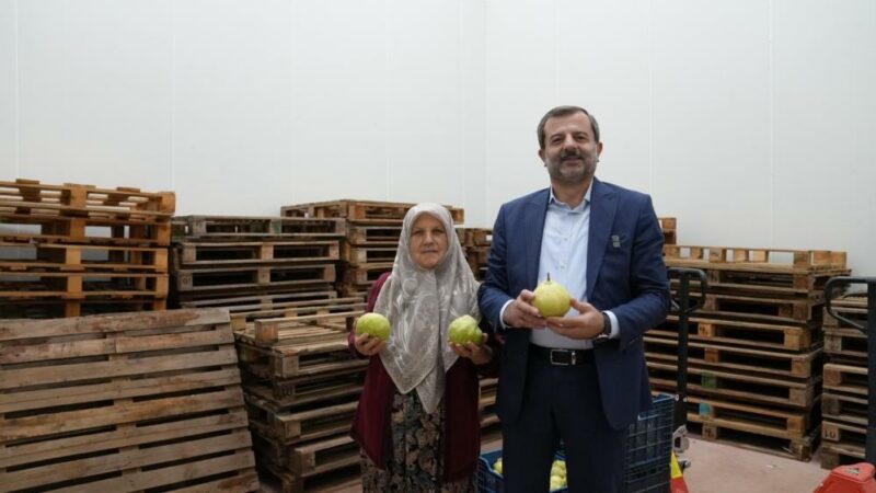 Gürsu armudunu üretmek için girişimci olmaya karar veren ve bir