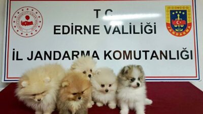 Şüpheli araçtan cins yavru köpekler çıktı