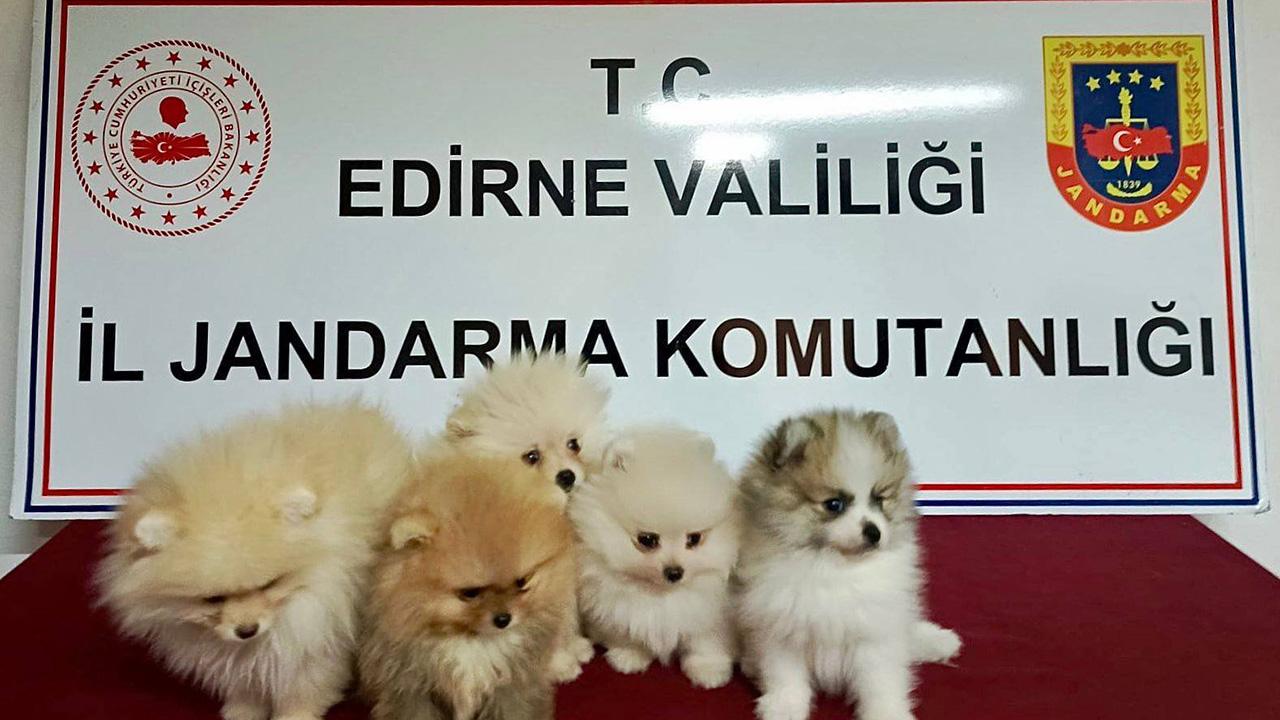 Şüpheli araçtan cins yavru köpekler çıktı