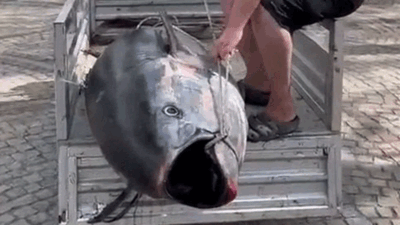 Marmara’daki dev orkinosu görevler şaşırdı