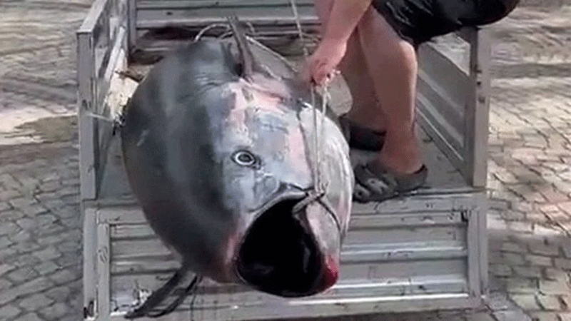 Marmara’daki dev orkinosu görevler şaşırdı