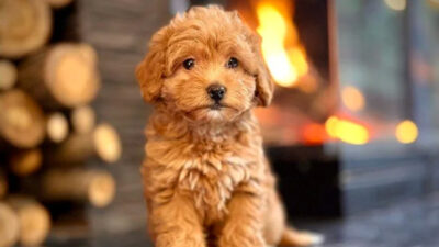 Dolandırıcılar pes dedirtti! Köpeği boyayıp sattılar