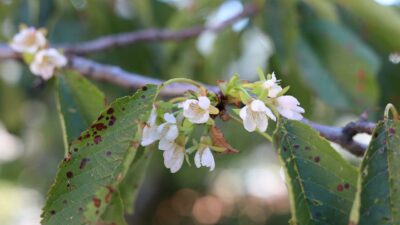 Kiraz ağacı erkenden çiçek açtı