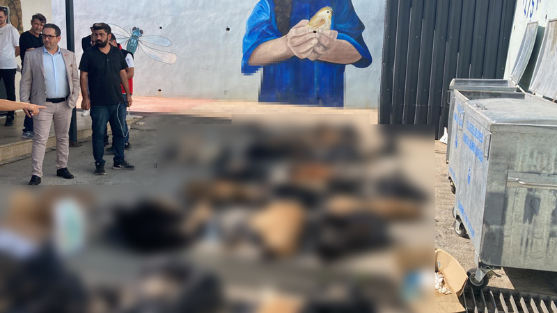 Dehşete düşüren görüntüler! Soruşturma başlatıldı