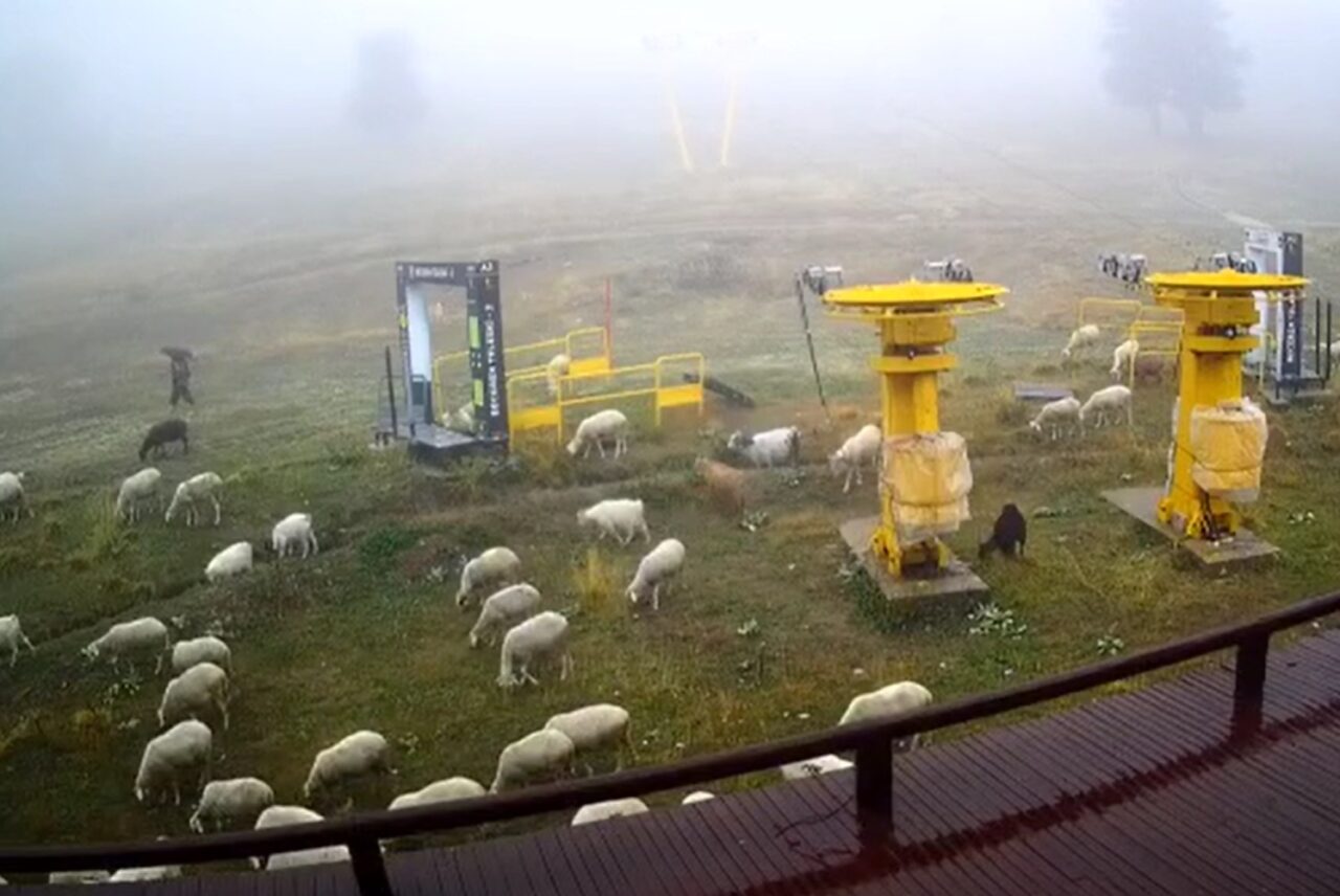 Görüntüler Uludağ’dan… Pistler koyunlara kaldı