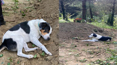 Sahibinin mezarının başından ayrılmayan Teo, herkesi duygulandırdı