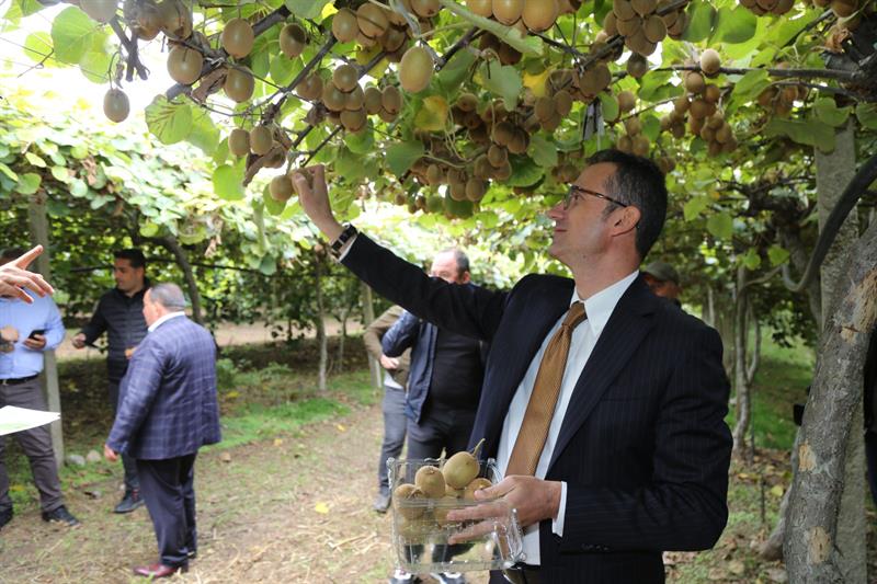 Bursa’da kivi hasadı başladı! 17 bin ton rekolte beklentisi