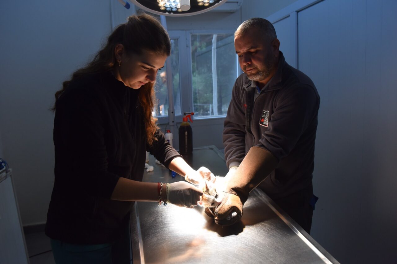 Bursa Yıldırım’da can dostlar emin ellerde