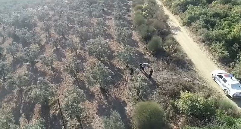 Bursa'nın Gemlik ilçesinde zeytin hırsızlığına karşı drone ile denetimler yapılıyor.
