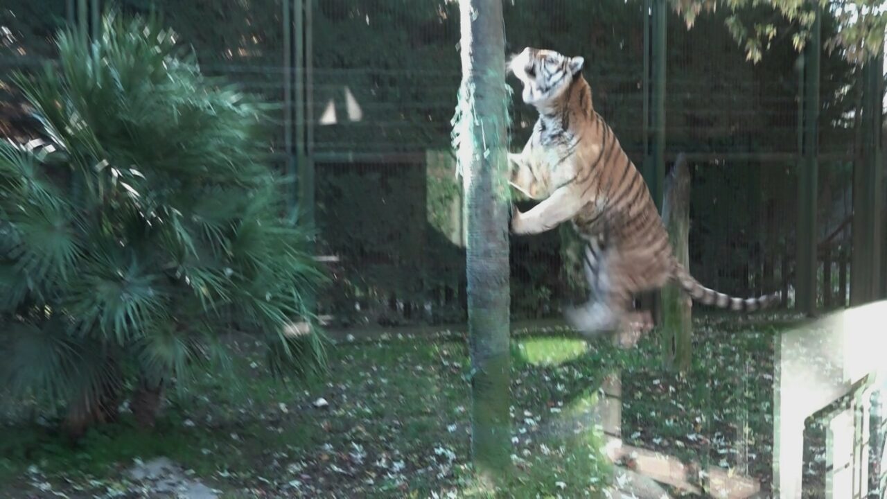 Bursa Hayvanat Bahçesi’nden belgesel tadında görüntüler! Bir sıçrayışta kaptı… Bursa Hayvanat Bahçesi’nden belgesel tadında görüntüler! Bir sıçrayışta kaptı…