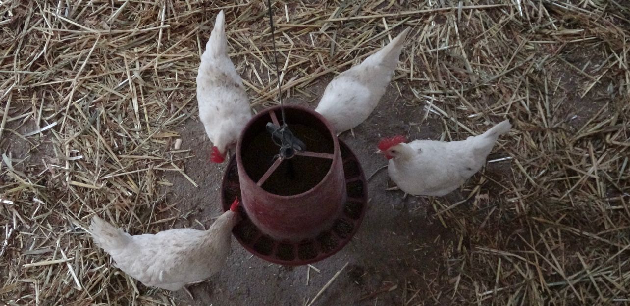 Bursa’daki bu kümes çok farklı