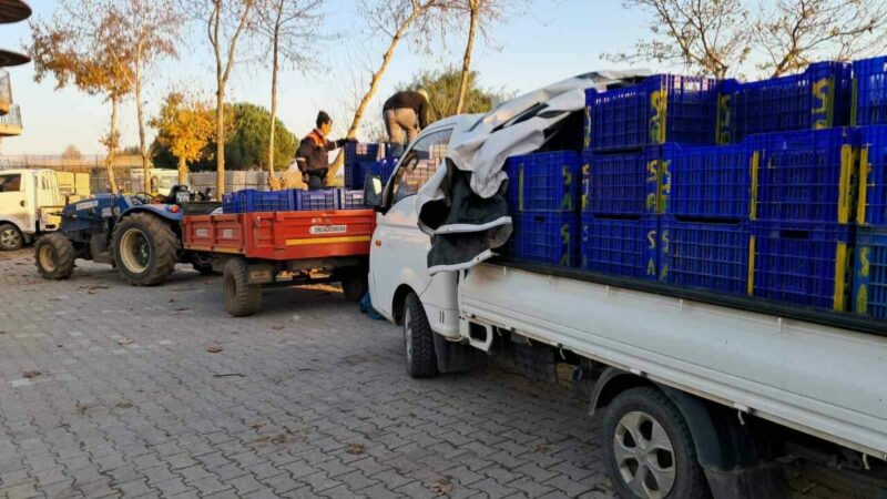 Bursa’da zeytin üreticilerinin Tarım Kredi çilesi Bursa’nın İznik ilçesinde zeytin üreticileri, topladıkları mahsullerini Tarık Kredi Kooperatifi’ne